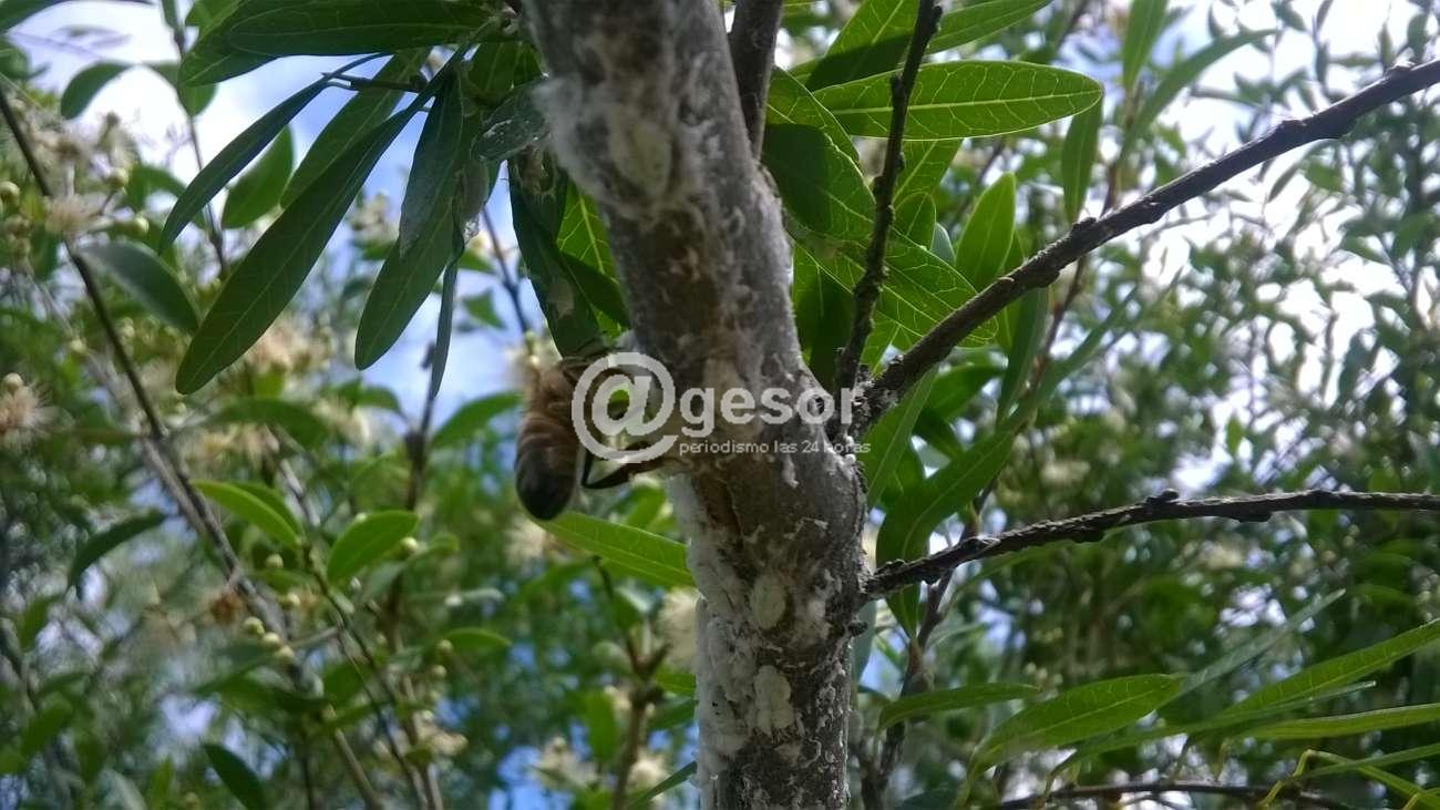 Image4